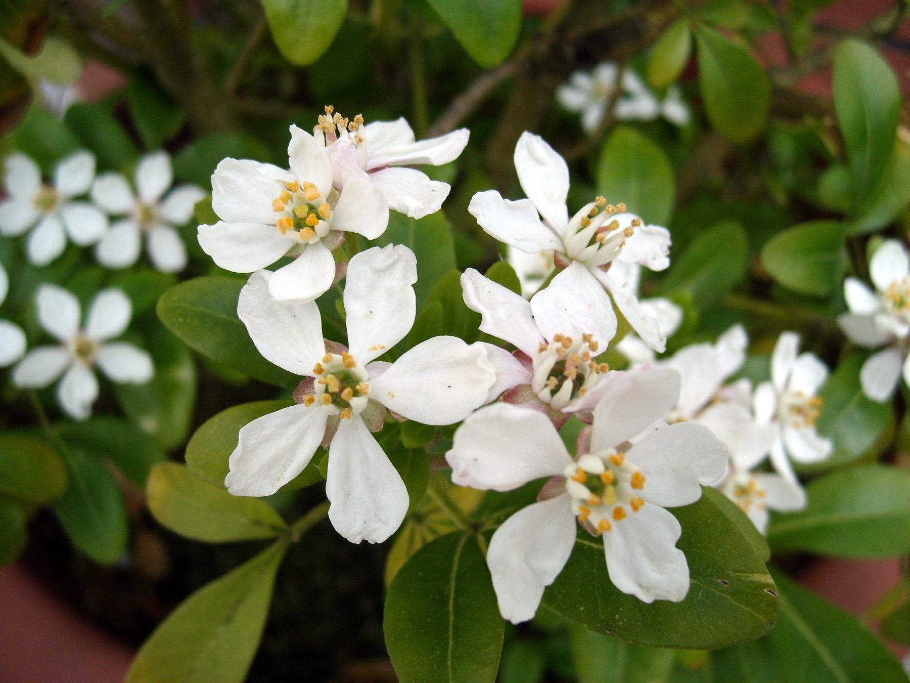 Witte bloemen van een struik in close-up