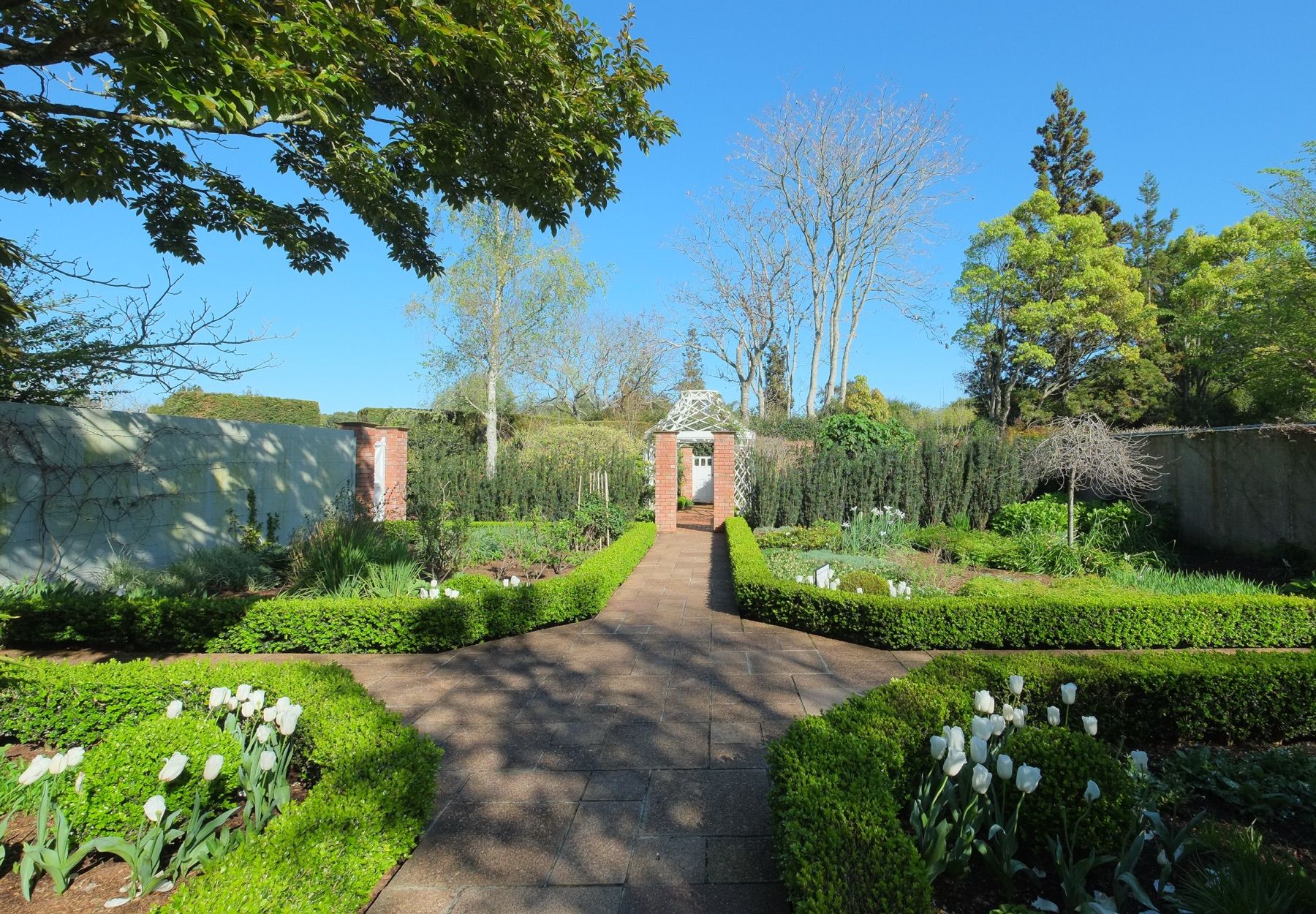 Formele tuin met strakke haagjes, witte tulpen en een stenen pad