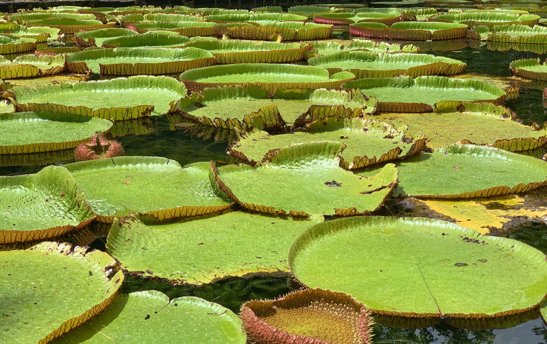 Grote groene waterlelies in een vijver